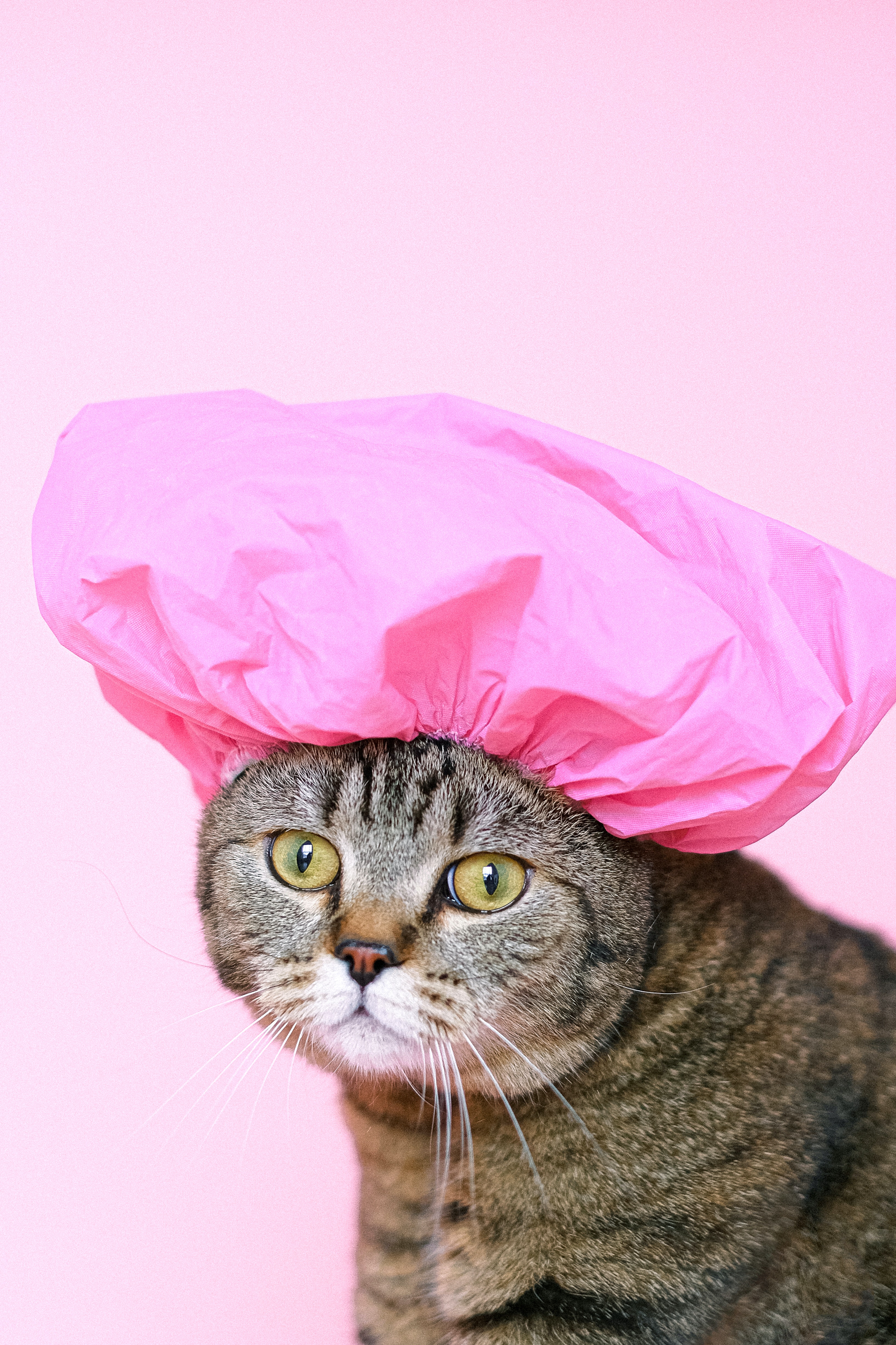 perfume para gatos
