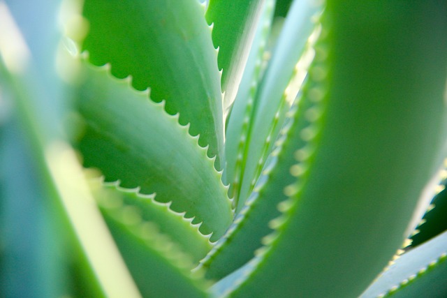 Usos del aloe vera que no conocías