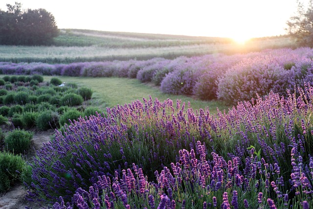La lavanda en perfumes de la familia floral