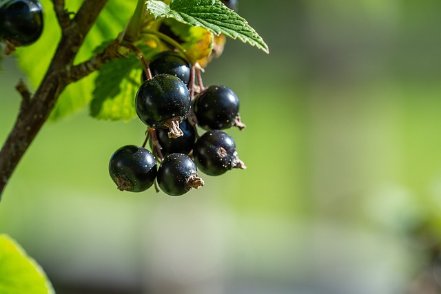 Perfumes con grosella negra como nota olfativa