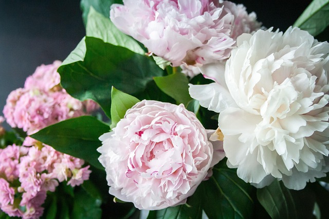 Perfumes de mujer con peonía, un aroma floral elegante