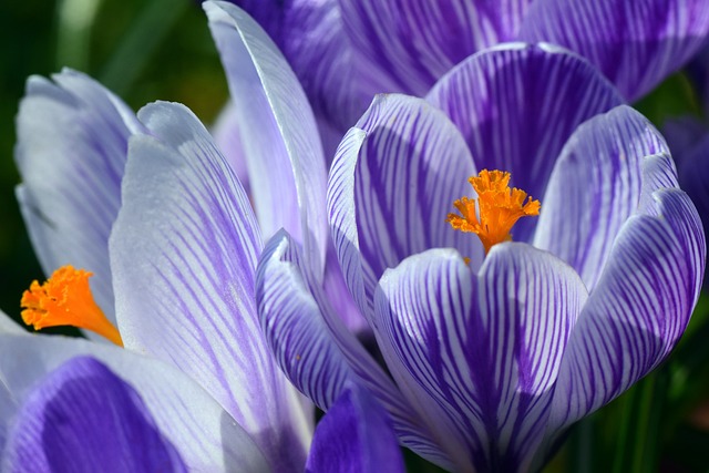 Perfumes con azafrán, una especia aromática