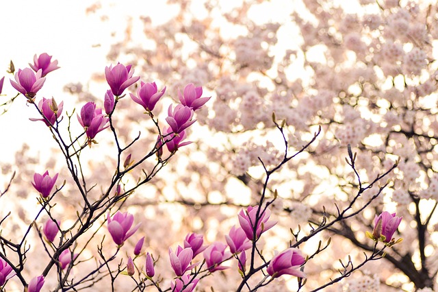 Perfumes con magnolia. Una experiencia floral incomparable