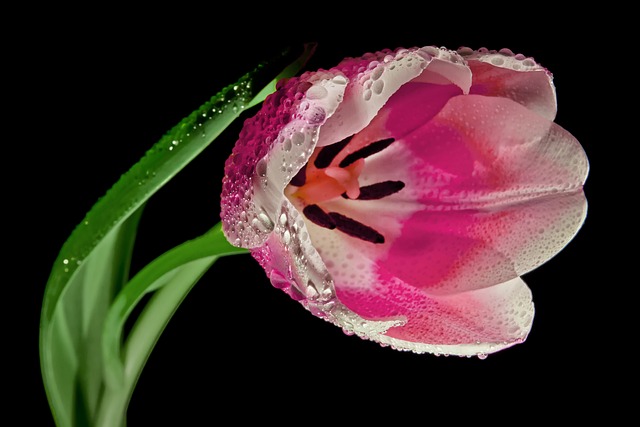 El tulipán rosa como ingrediente de perfumería 