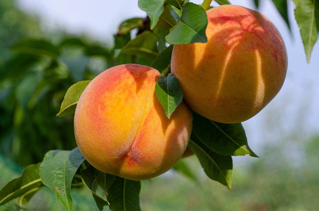 Perfumes con durazno, un aroma natural e intenso