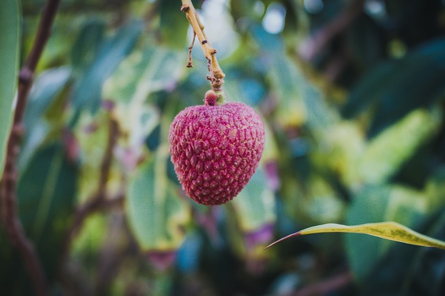 El lichi en perfumería, un aroma embriagador