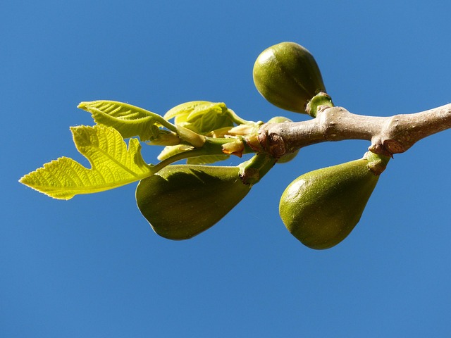 Perfume de higo verde: frescor vegetal con alma mediterránea