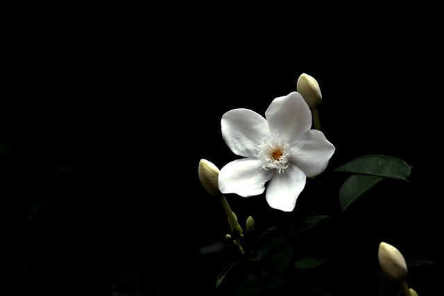 Aroma a jazmín nocturno: una flor intensa, sensual y envolvente