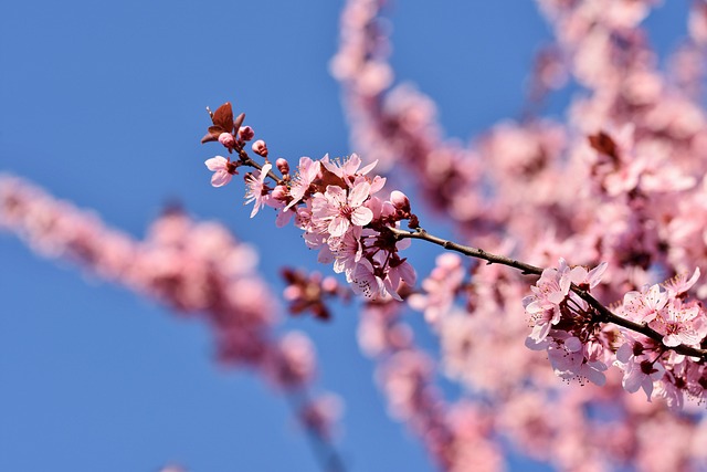 Perfume con flor de cerezo: un aroma delicado que anuncia la primavera