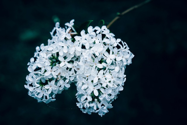 Osmanto en perfumería: el aroma de una flor única