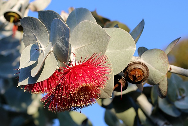 Perfume de eucalipto: frescura verde y aromática en perfumería